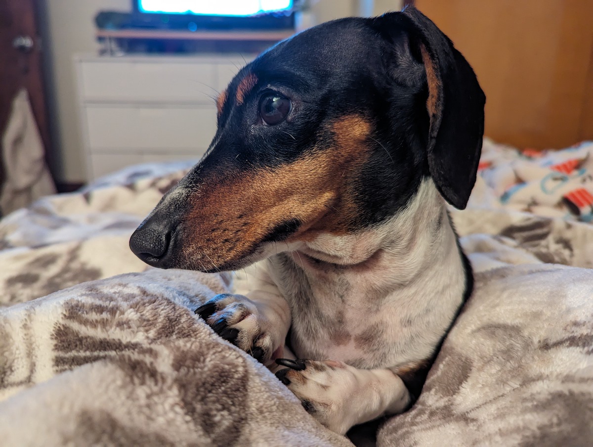 Lap pup. January 2024.