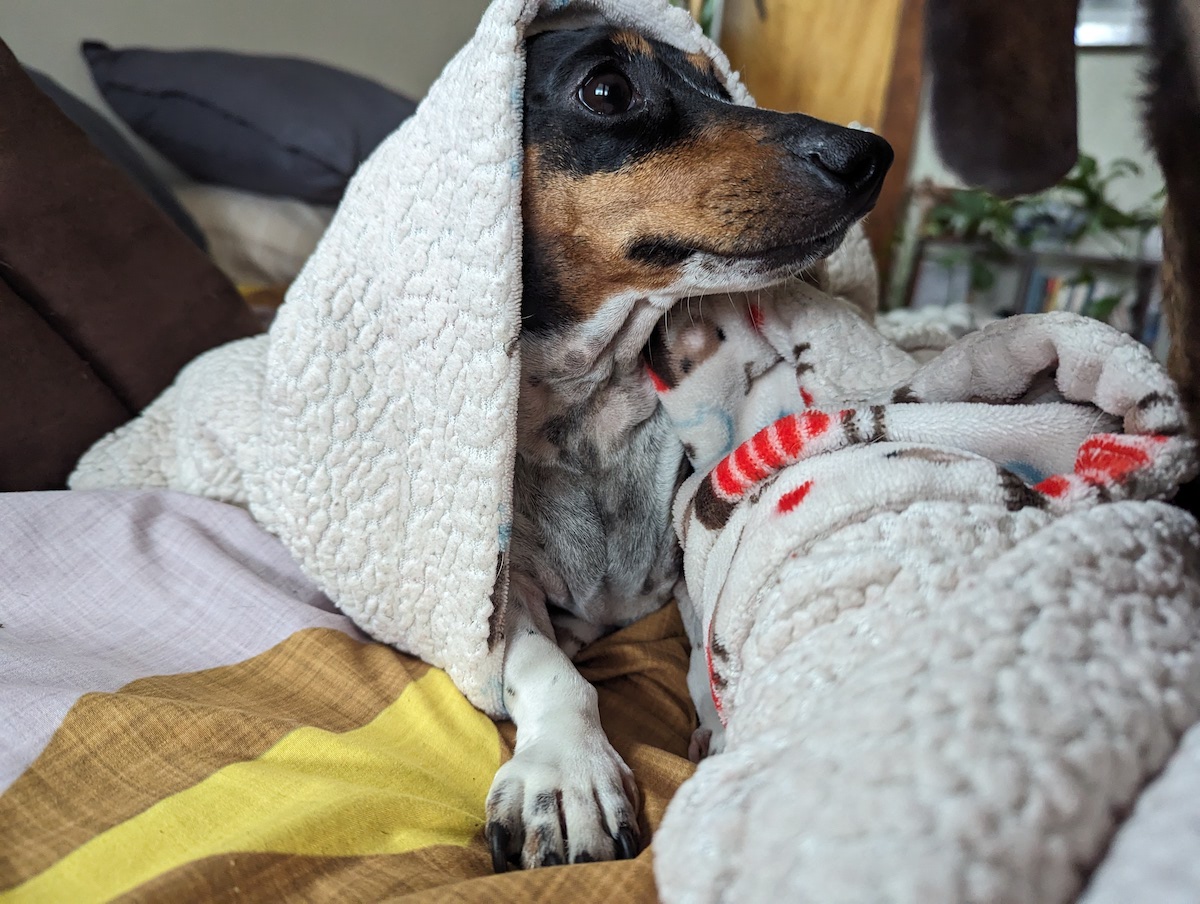 Burrower. March 2024.