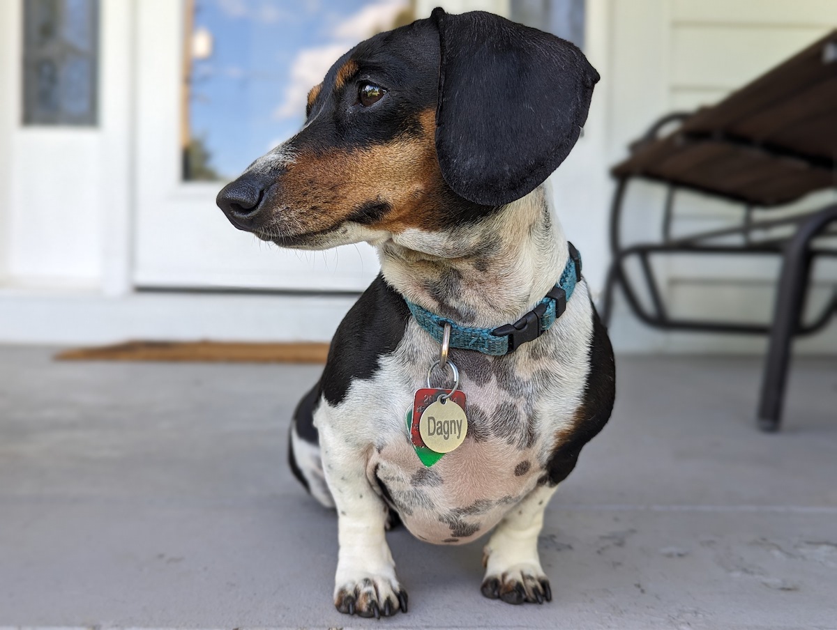 Porch guard. June 2024.