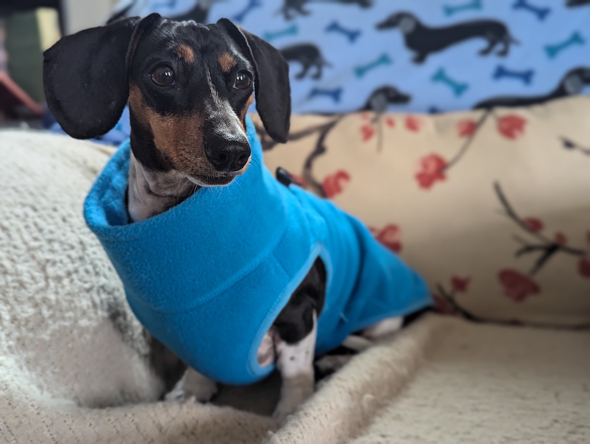 So spiffy in her new fleece. November 2024.