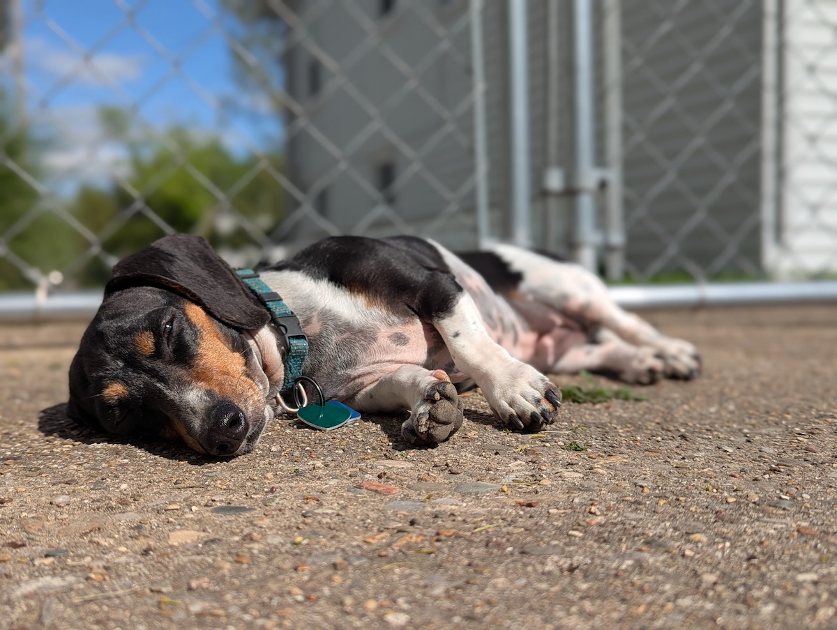 Lazing. April 2025.