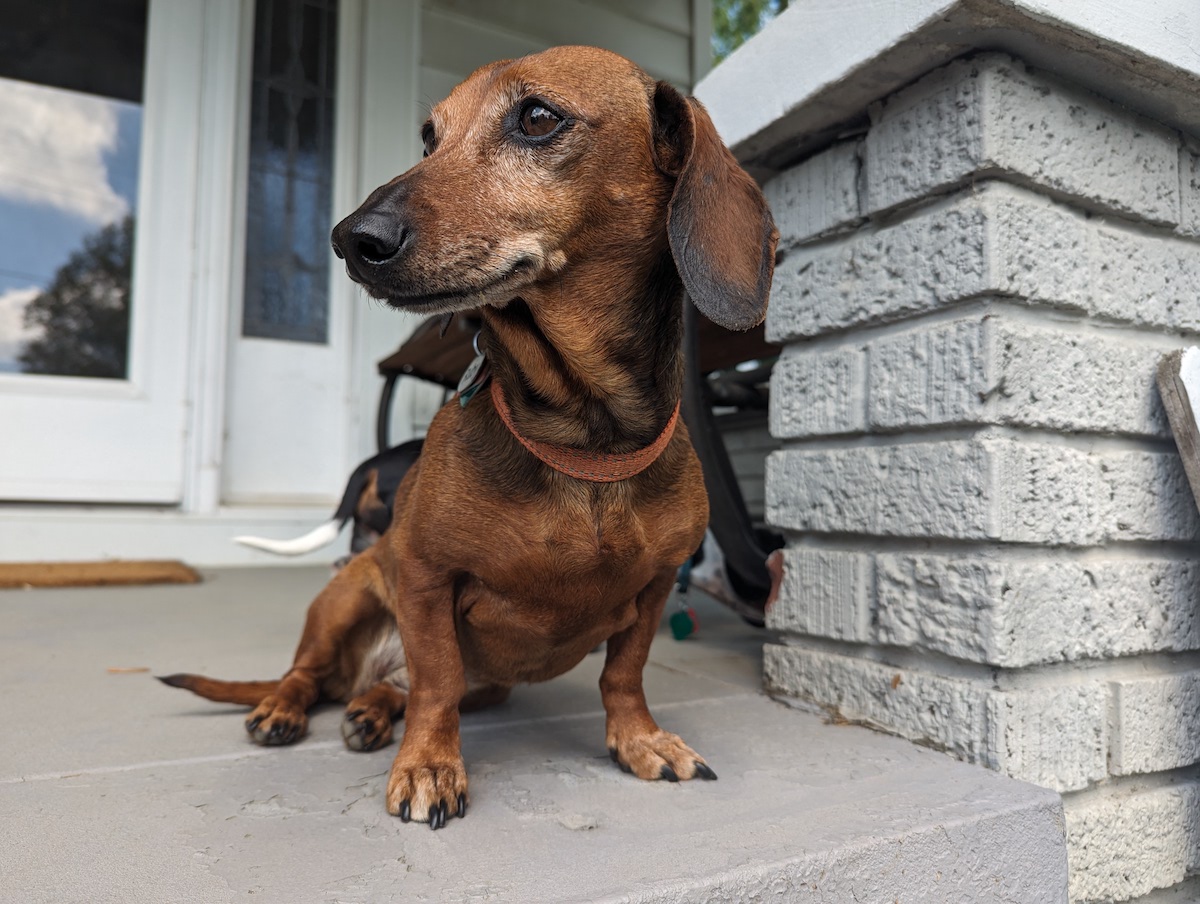 Porch guard. April 2024.