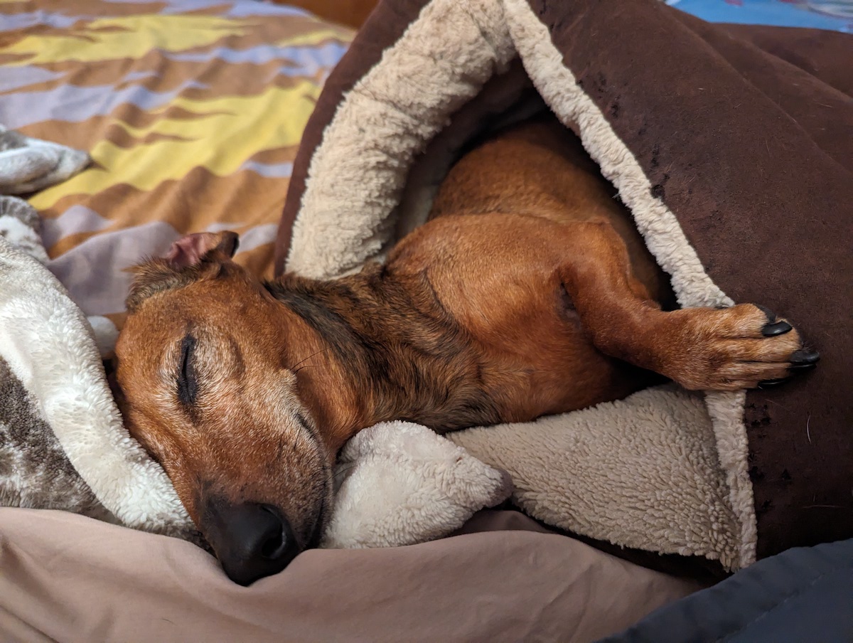 Snooze in her burrito. June 2024.