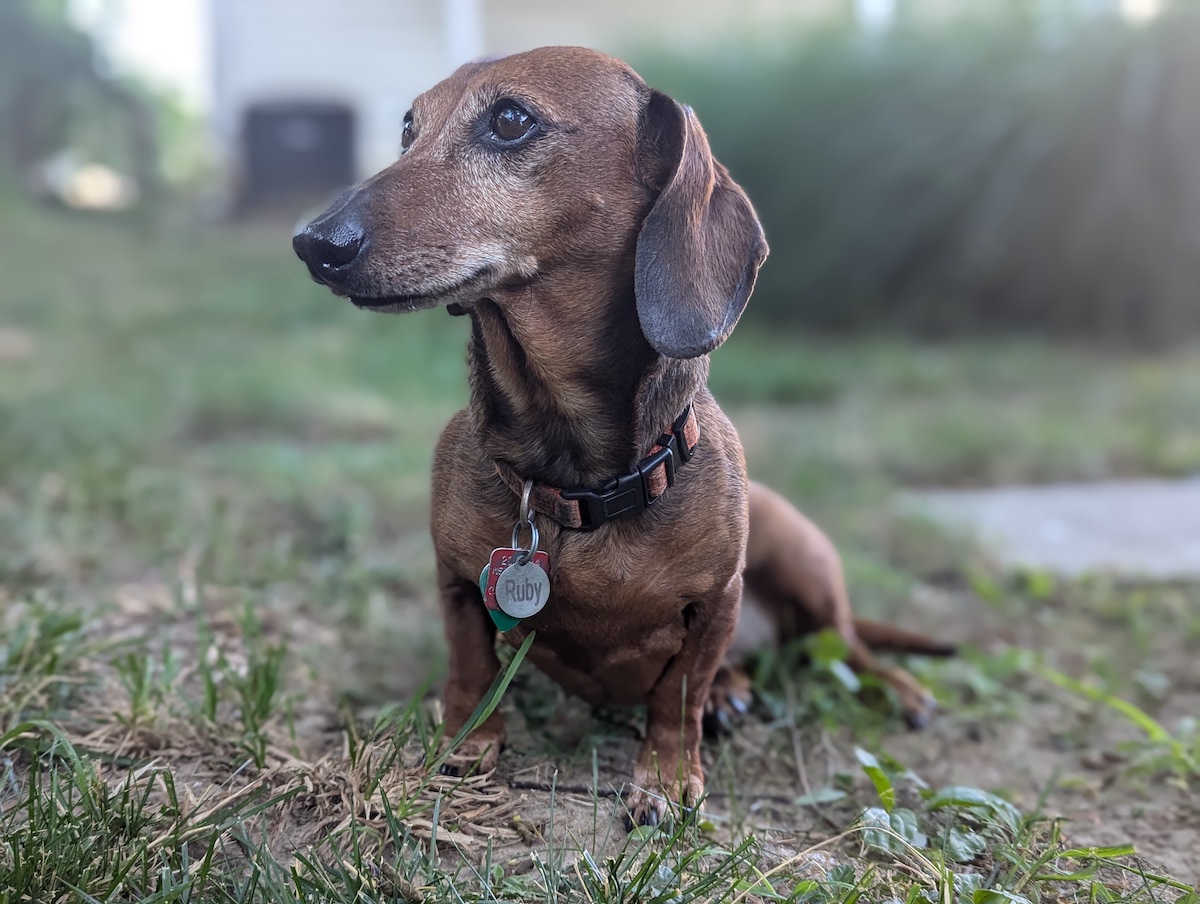 The prettiest little Pee Ween. June 2024.