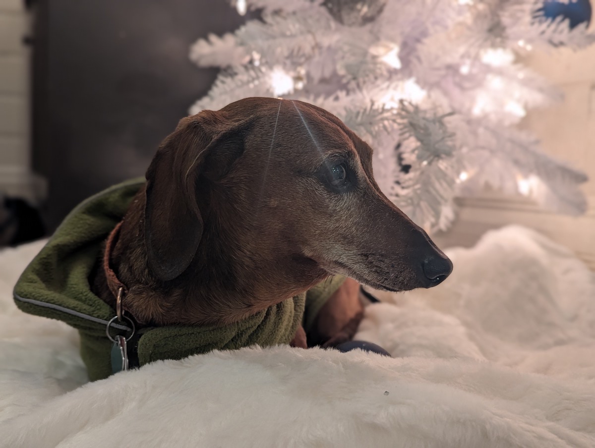 Festive. December 2024.